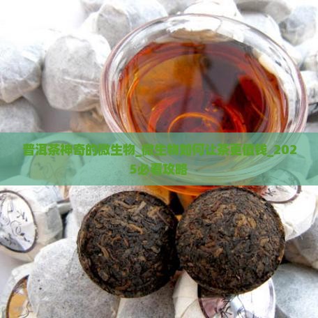 普洱茶神奇的微生物