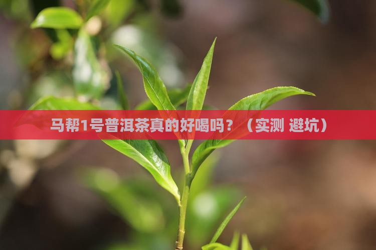 马帮1号普洱茶口感 马帮1号普洱茶口感