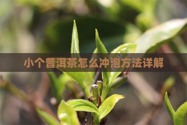小个普洱茶怎么泡