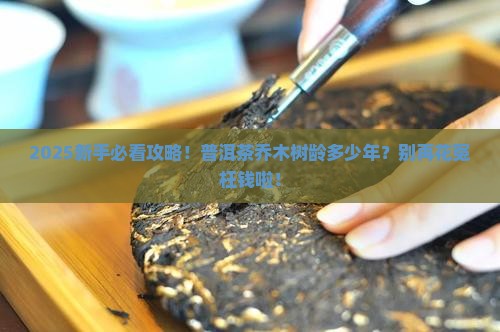 普洱茶乔木树龄是多少