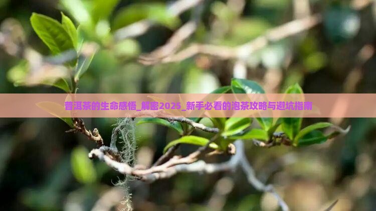 普洱茶的生命感悟