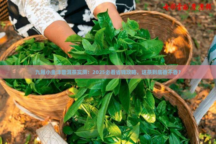 九雁小金沣普洱茶 九雁小金沣普洱茶