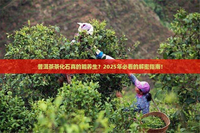 普洱茶茶化石的功效和作用 普洱茶茶化石的功效和作用