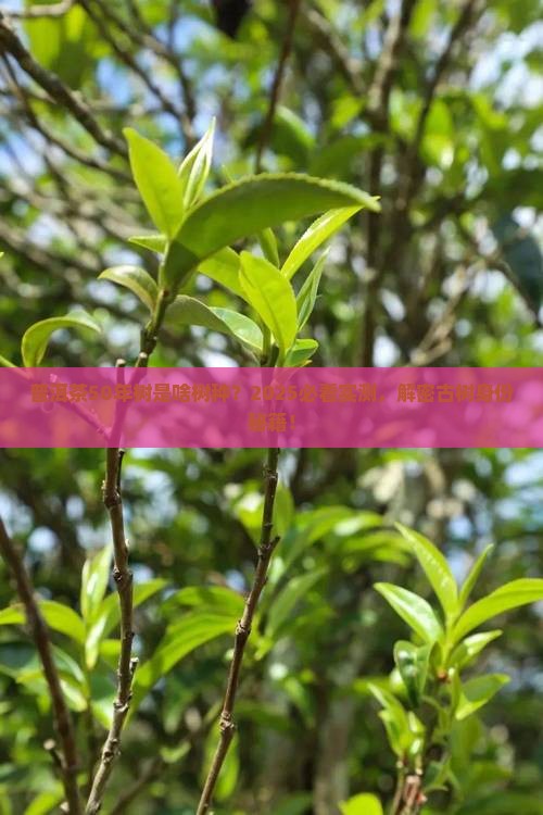 普洱茶50年树属于什么树种