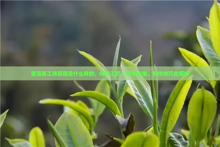 普洱茶工序原理是什么样的