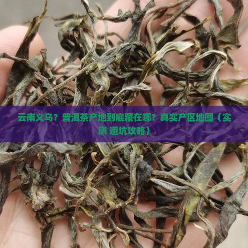 云南义乌地区普洱茶产地有哪些