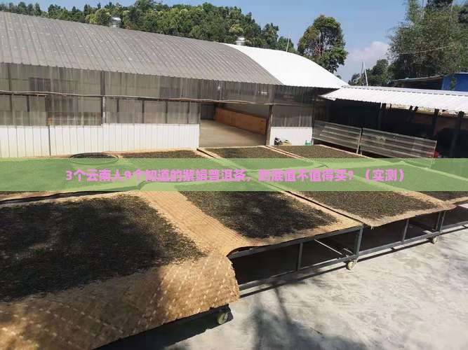 云南特产紫娟普洱茶