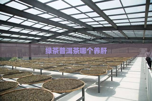 绿茶普洱茶哪个养肝