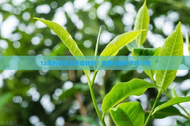 12年的普洱生茶值钱吗