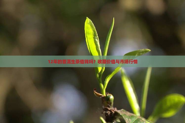 12年的普洱生茶值钱吗