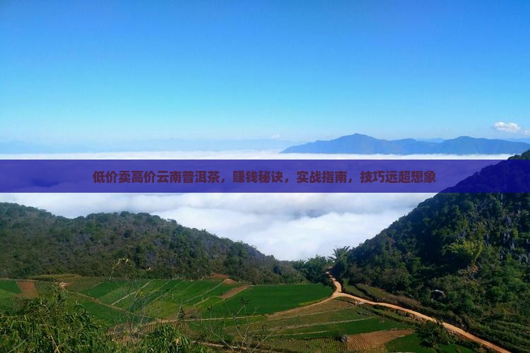 低价卖高价云南普洱茶