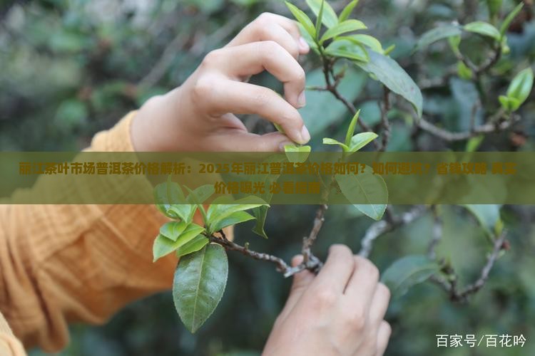 丽江茶叶市场普洱茶价格