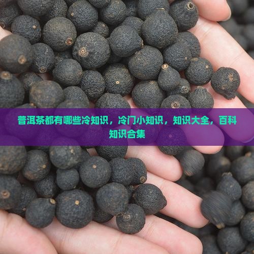 普洱茶都有哪些冷知识