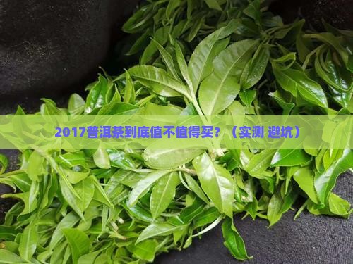 2017普洱茶品质