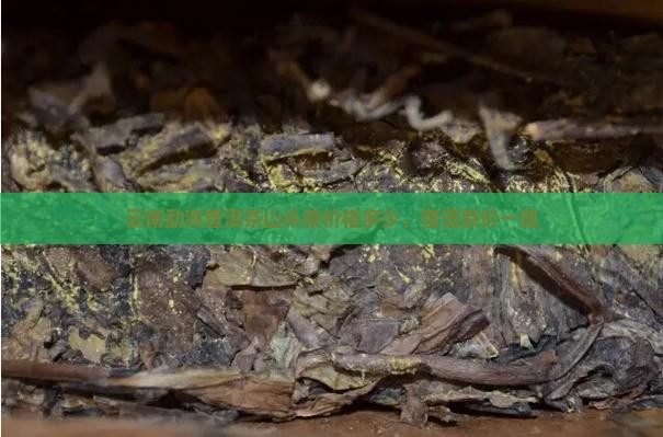 勐海普洱茶山头茶价格多少