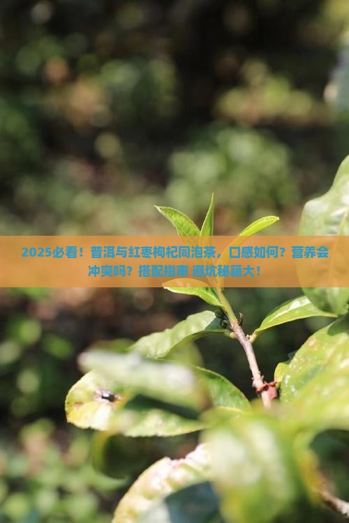 普洱能跟红枣枸杞一块泡茶喝吗