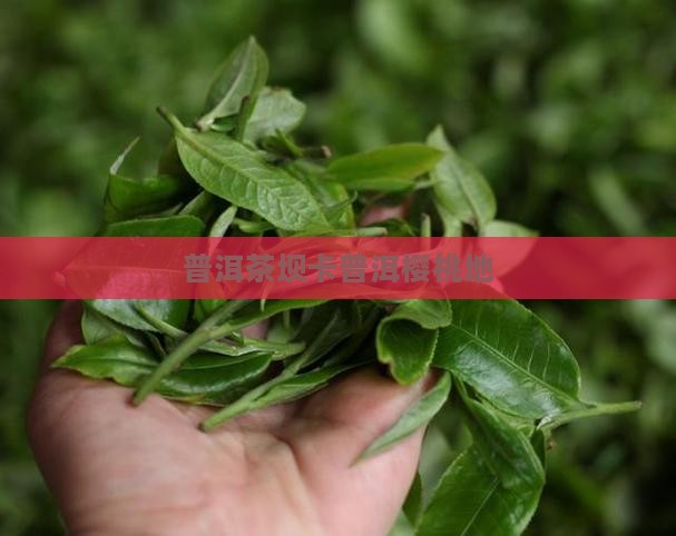 坝卡樱桃地普洱茶