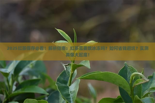 红茶需要放在冰冻里保存吗