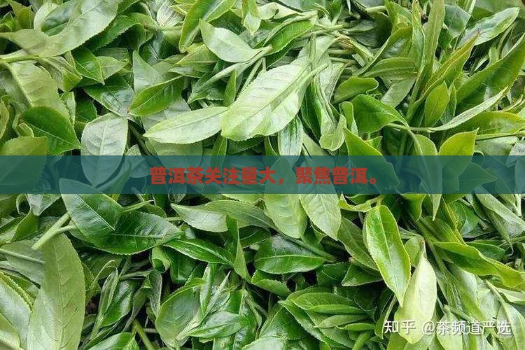 云南普洱茶关注量大