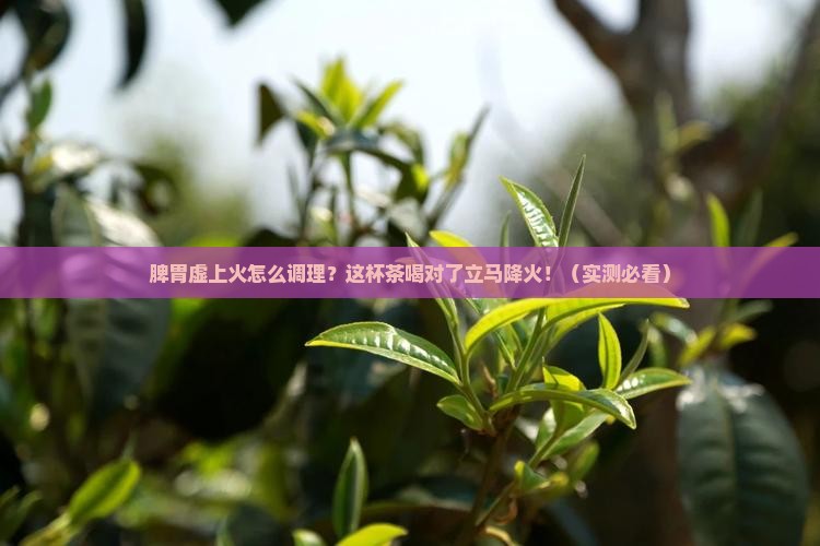 脾胃虚上火喝什么茶好