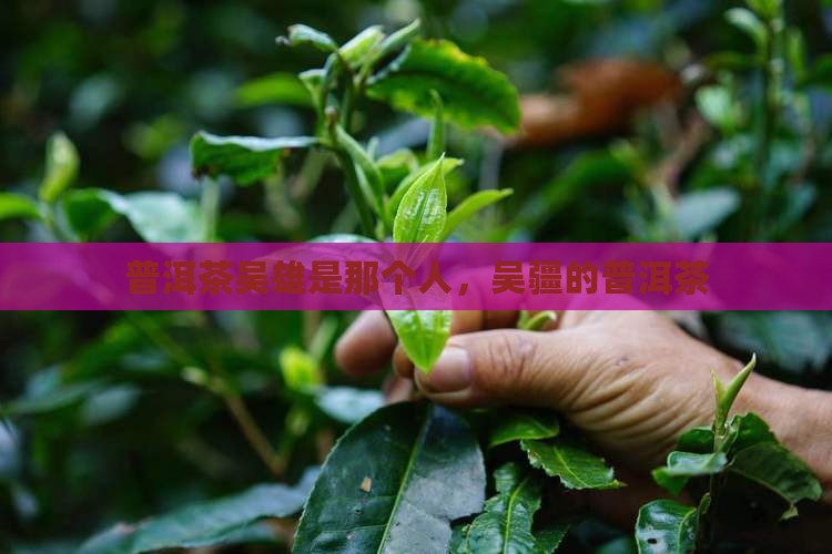 普洱茶吴雄是那个人