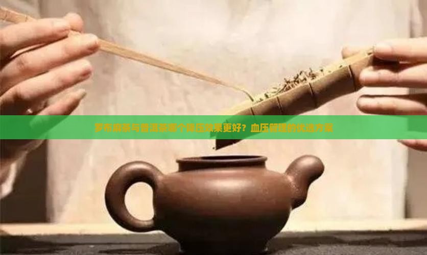 罗布麻茶好还是普洱茶好