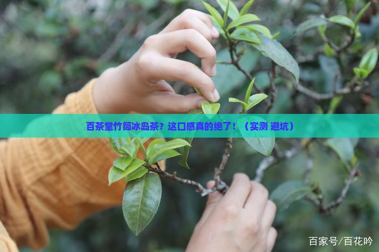 百茶堂竹筒冰岛茶