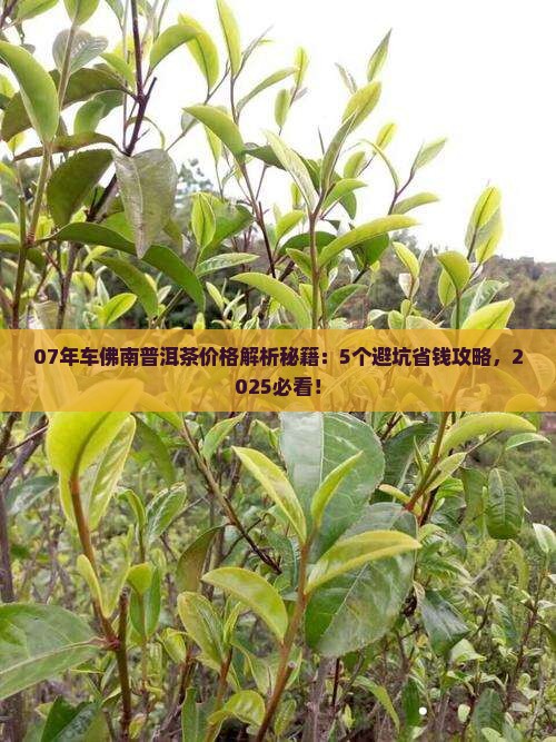 07年车佛南普洱茶价格