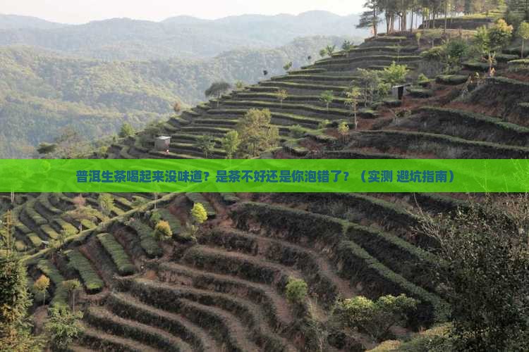普洱生茶喝起来无味