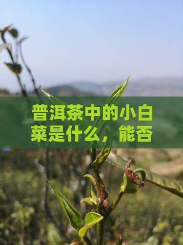 普洱茶中的小白菜