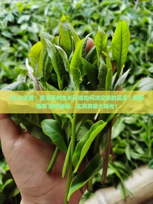普洱茶树的生长环境决定茶的品质