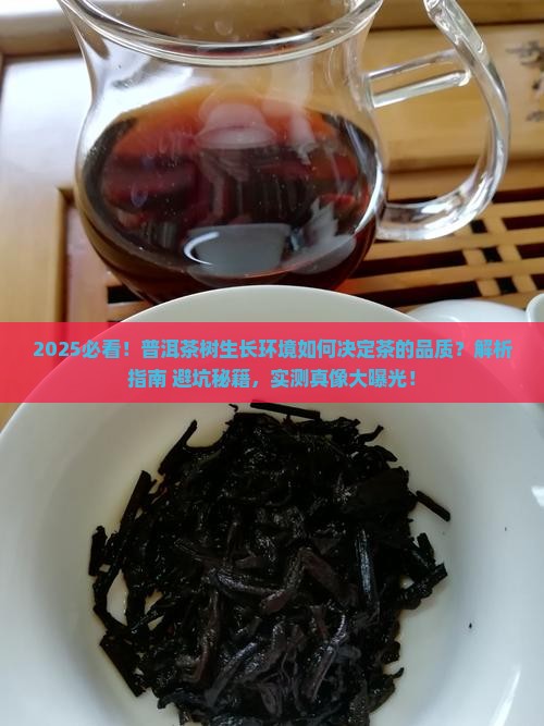 普洱茶树的生长环境决定茶的品质