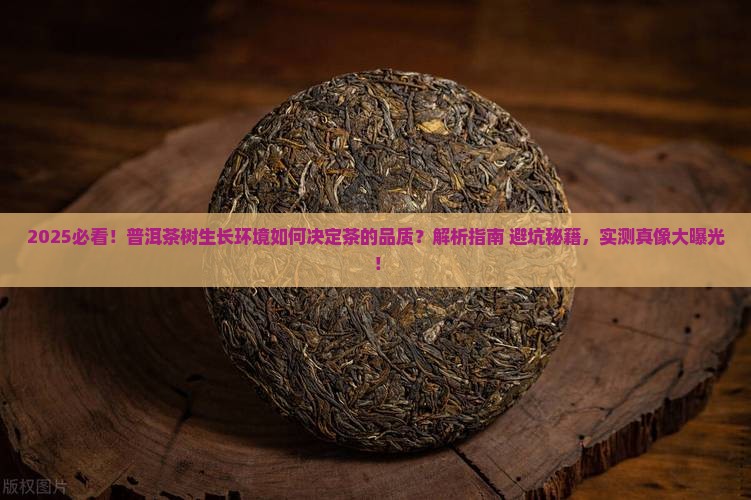 普洱茶树的生长环境决定茶的品质