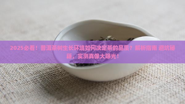 普洱茶树的生长环境决定茶的品质