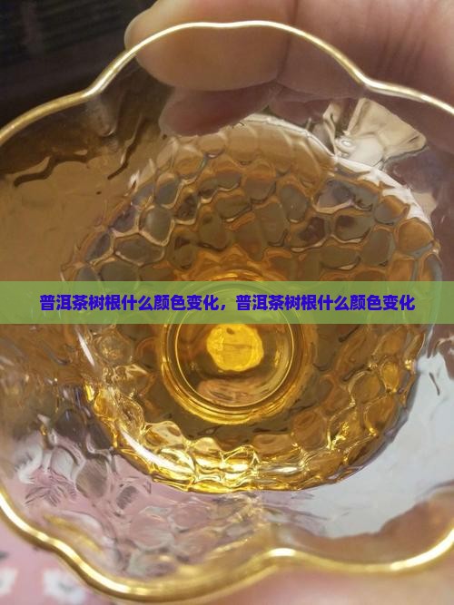 普洱茶的树根颜色变化