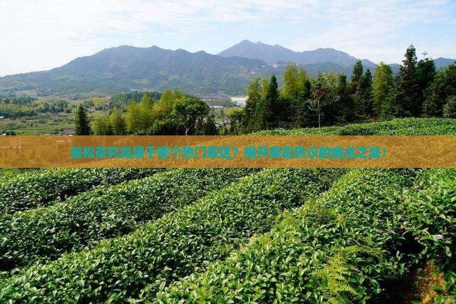 曼松是易哪个茶区的茶