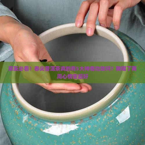 春尖普洱茶的功效与作用