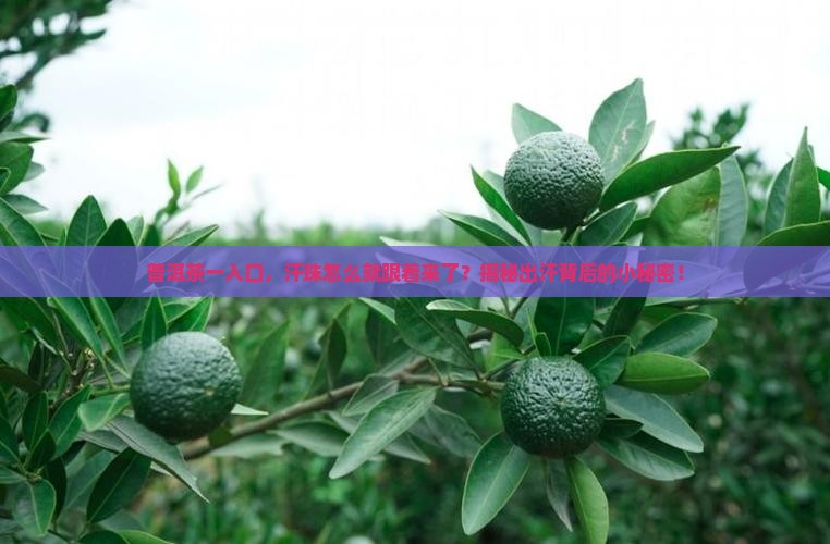 一喝普洱茶就出汗怎么回事