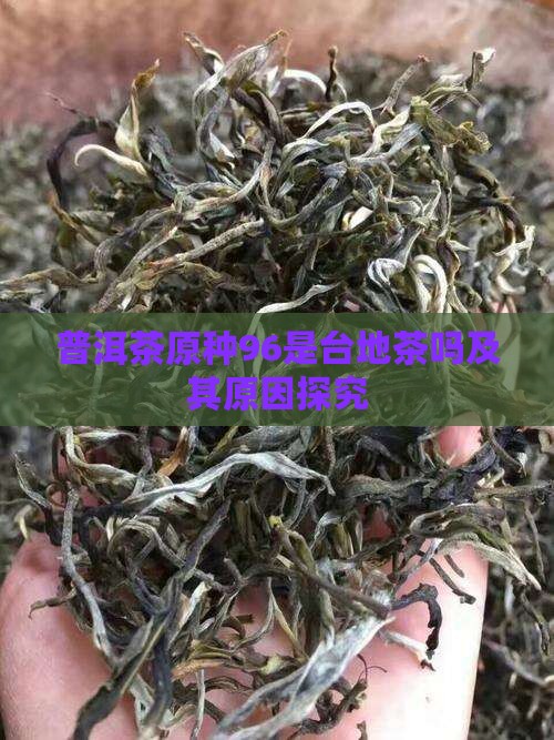 普洱茶原种96是台地茶吗