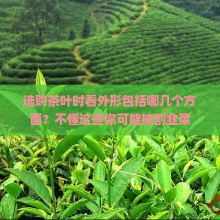 选购茶叶时看外形包括哪几个方面