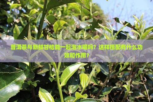 普洱茶与新鲜甘桔