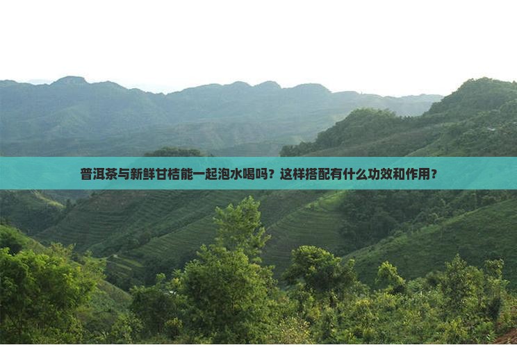 普洱茶与新鲜甘桔