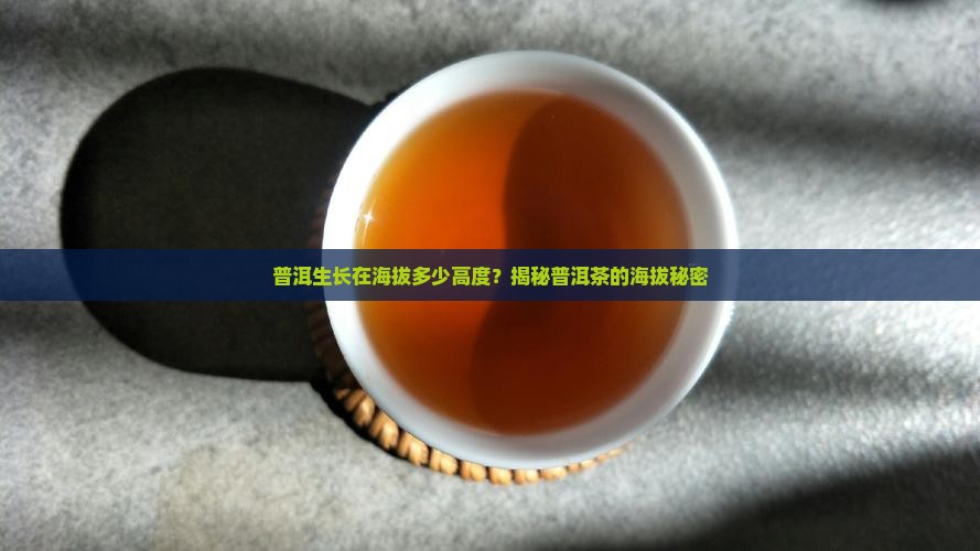 普洱茶生长海拔高度多少