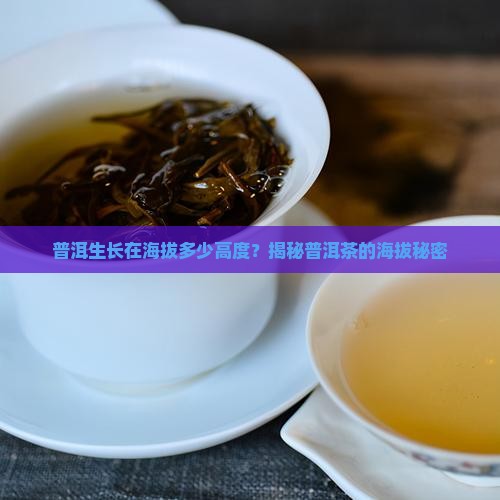 普洱茶生长海拔高度多少