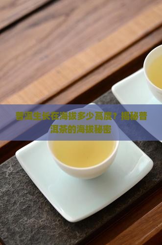 普洱茶生长海拔高度多少