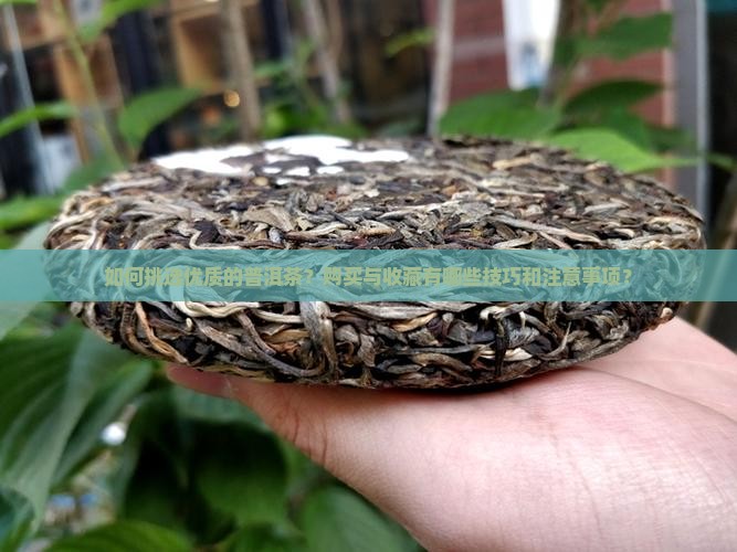 普洱茶购买藏的魅力
