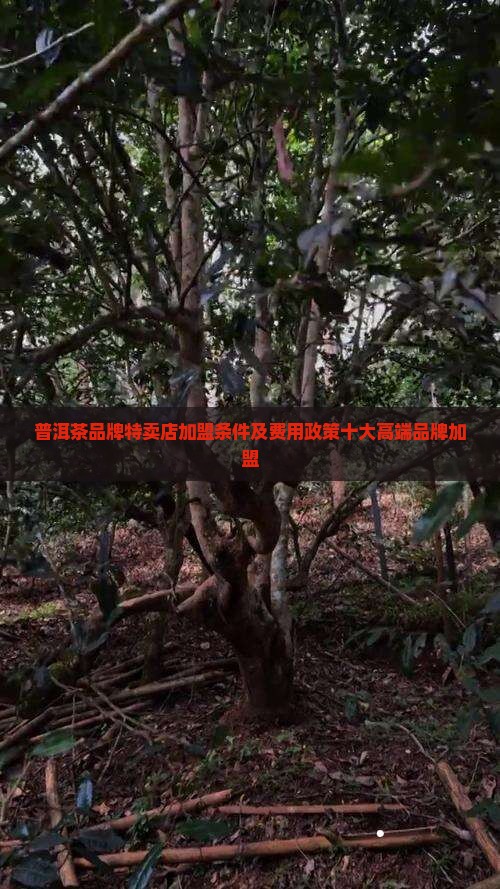 普洱茶品牌特卖店加盟条件