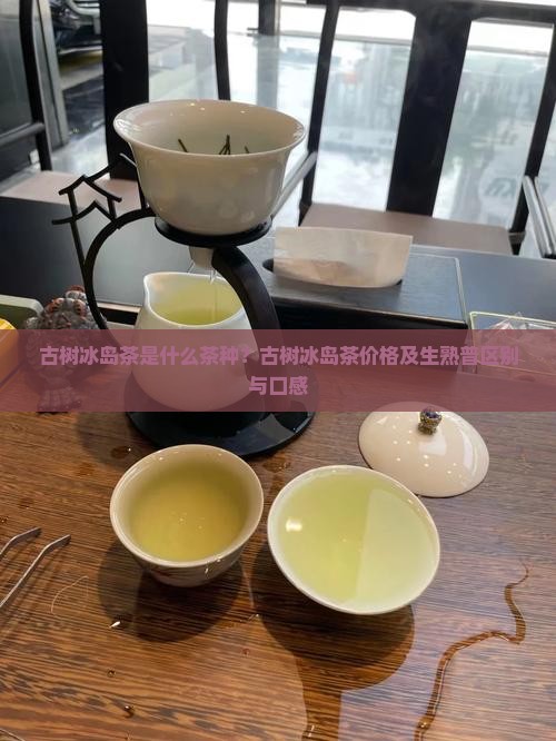 古树冰岛茶是什么