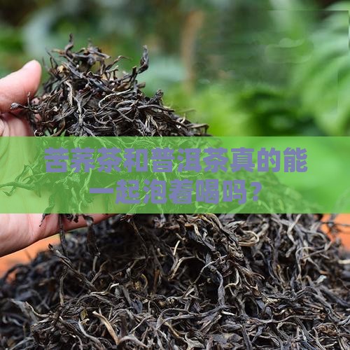 苦荞茶和普洱茶一起泡吗