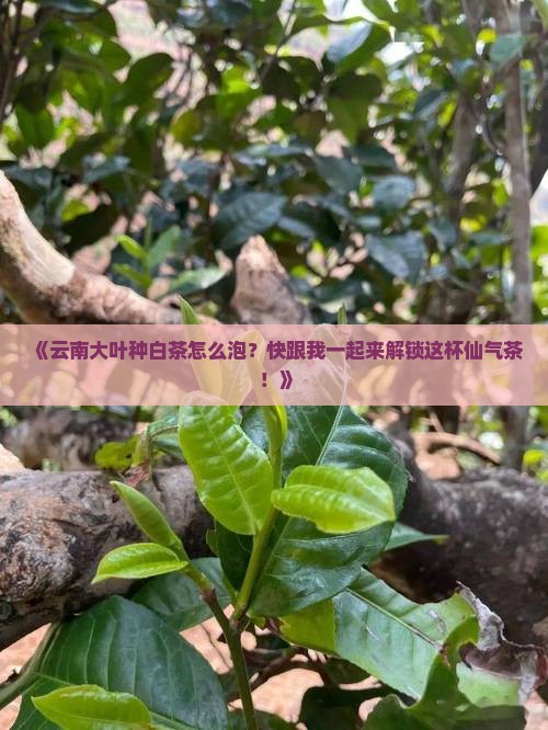 云南大叶种白茶冲泡
